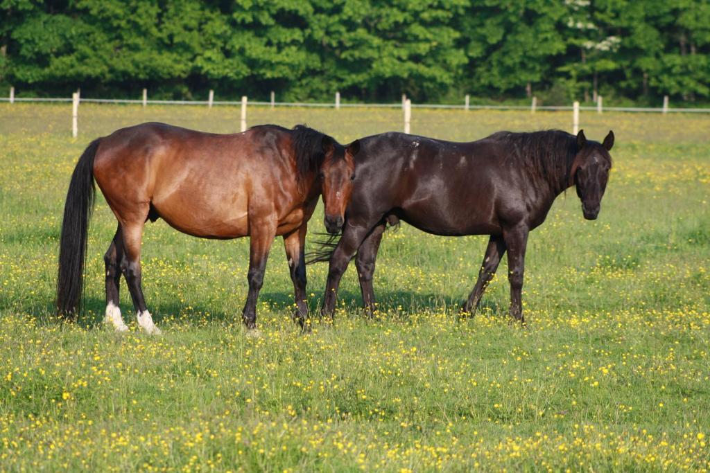 Chambres Et Table D'Hotes Les Machetieres Langeais Kültér fotó